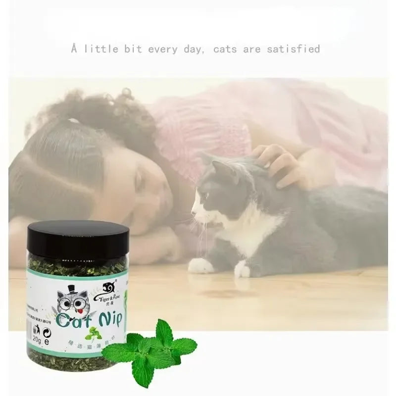 Catnip natural erva do gato planta fresca orgânica em fundo branco