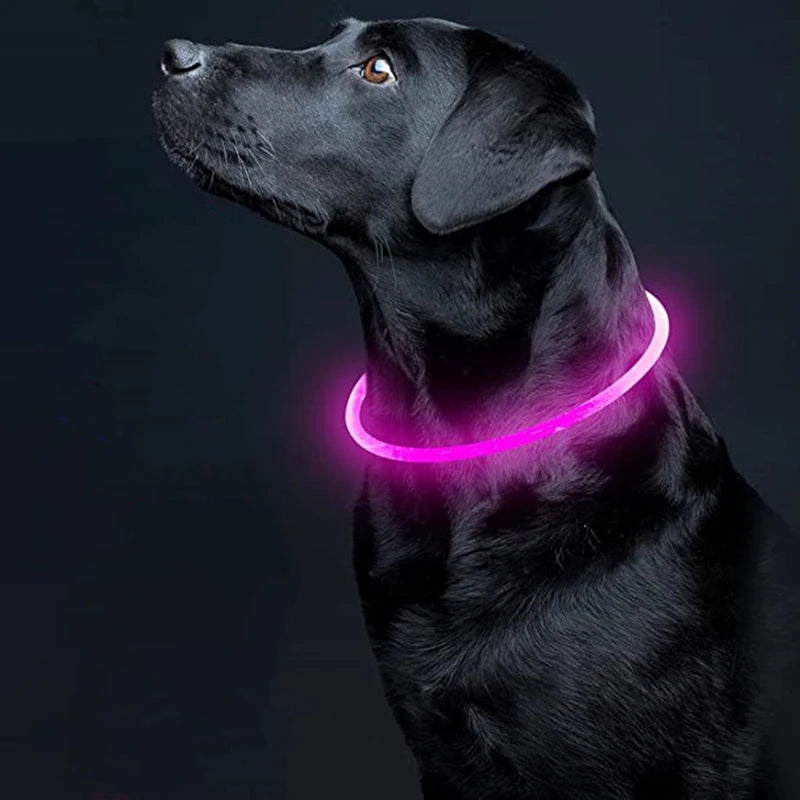 Coleira LED USB recarregável para cães em fundo branco