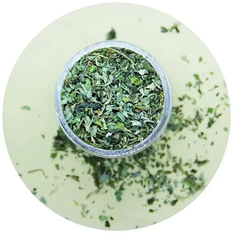 Catnip natural erva do gato planta fresca orgânica em fundo branco