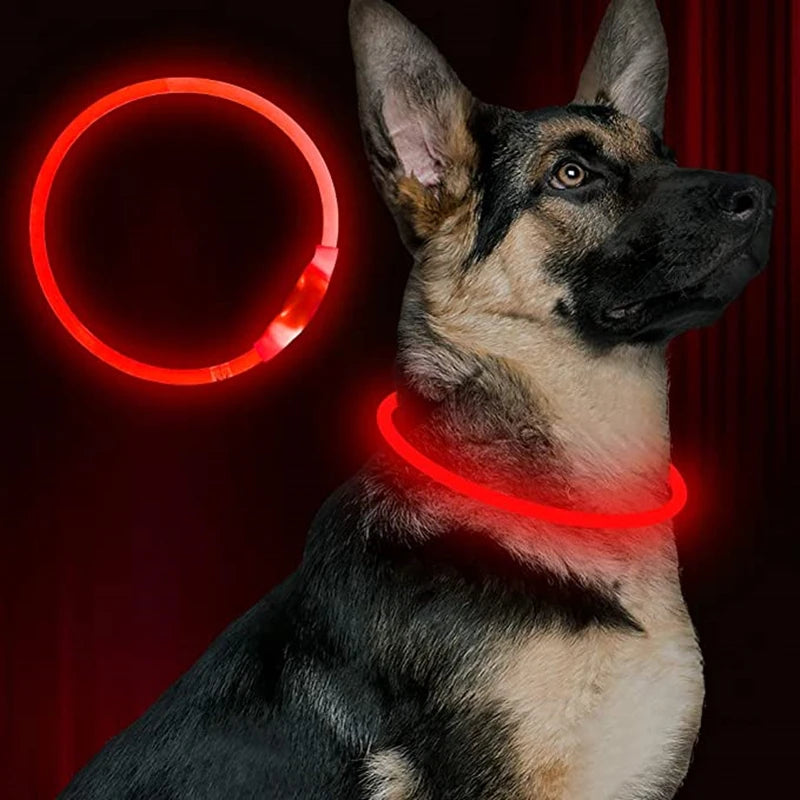 Coleira LED USB recarregável para cães em fundo branco