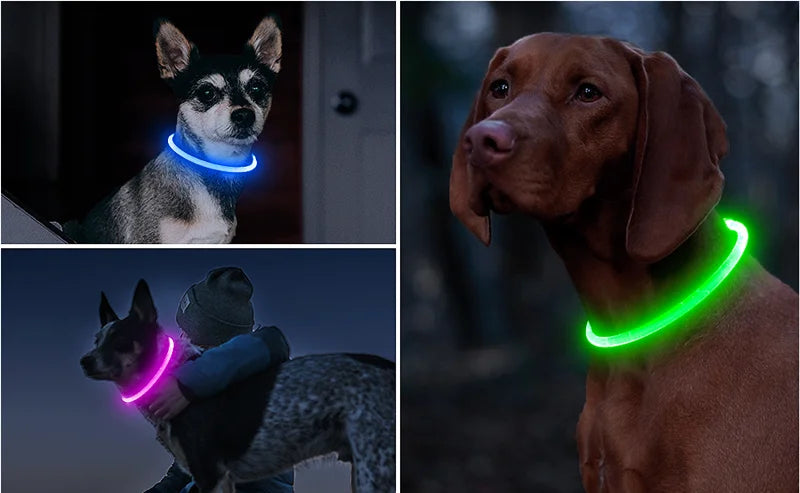 Coleira LED USB recarregável para cães em fundo branco