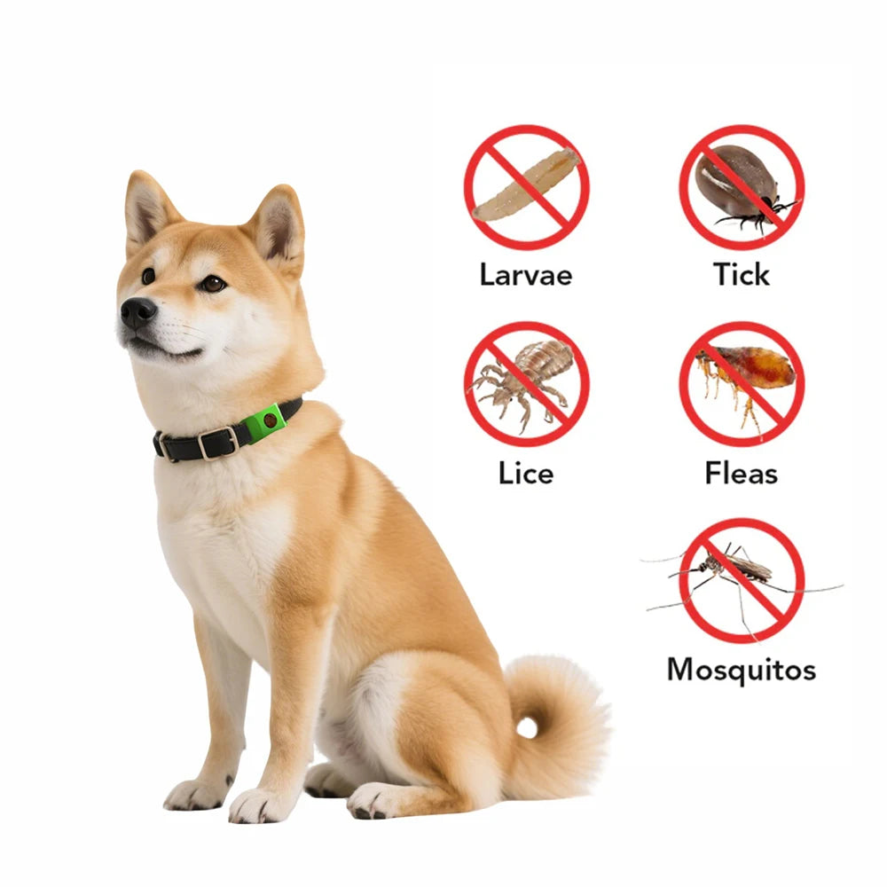 Coleira antipulgas natural com óleos essenciais pingente para pet em fundo branco