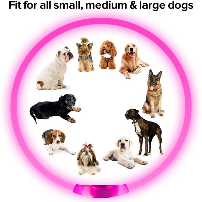 Coleira LED USB recarregável para cães em fundo branco