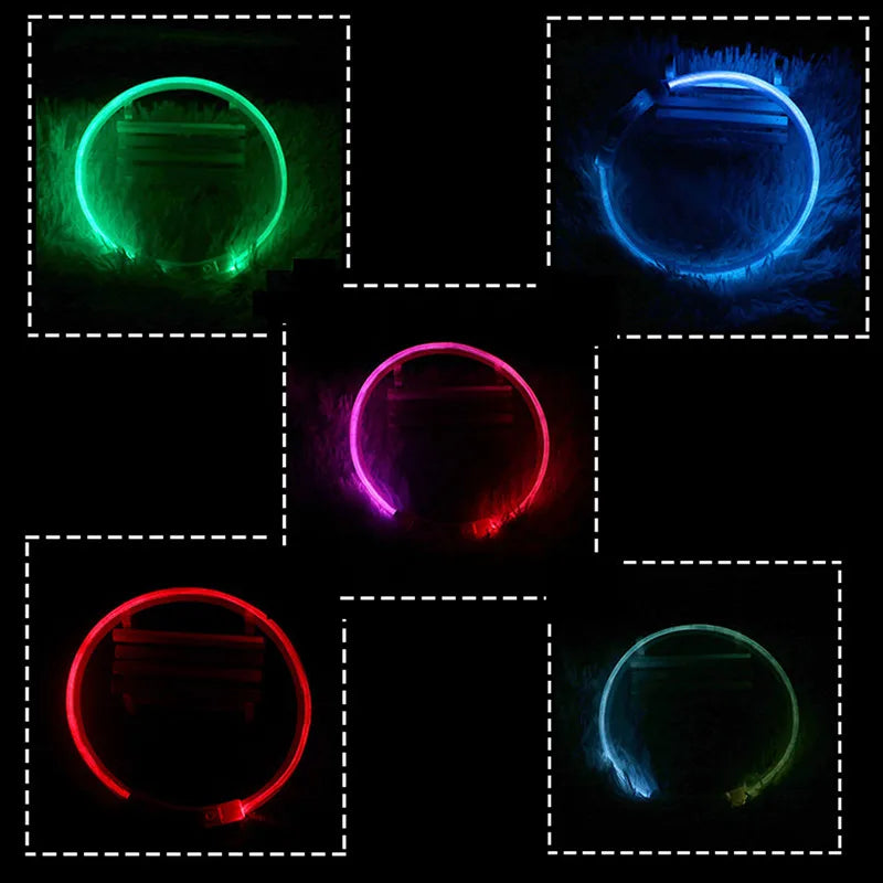 Coleira LED USB recarregável para cães em fundo branco