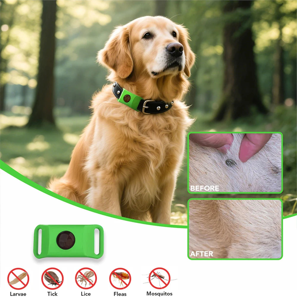Coleira antipulgas natural com óleos essenciais pingente para pet em fundo branco