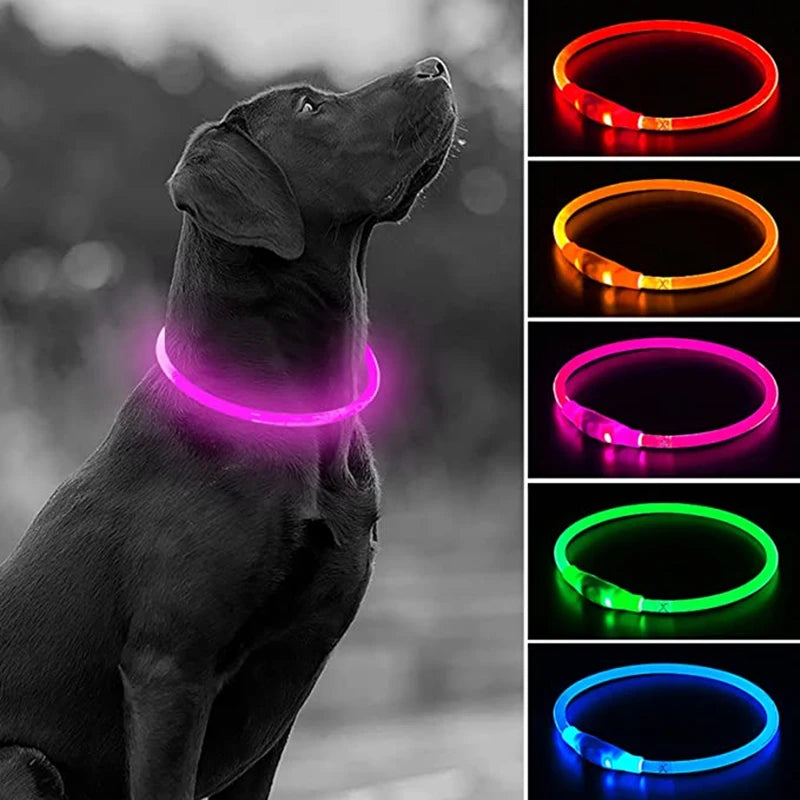 Coleira LED USB recarregável para cães em fundo branco