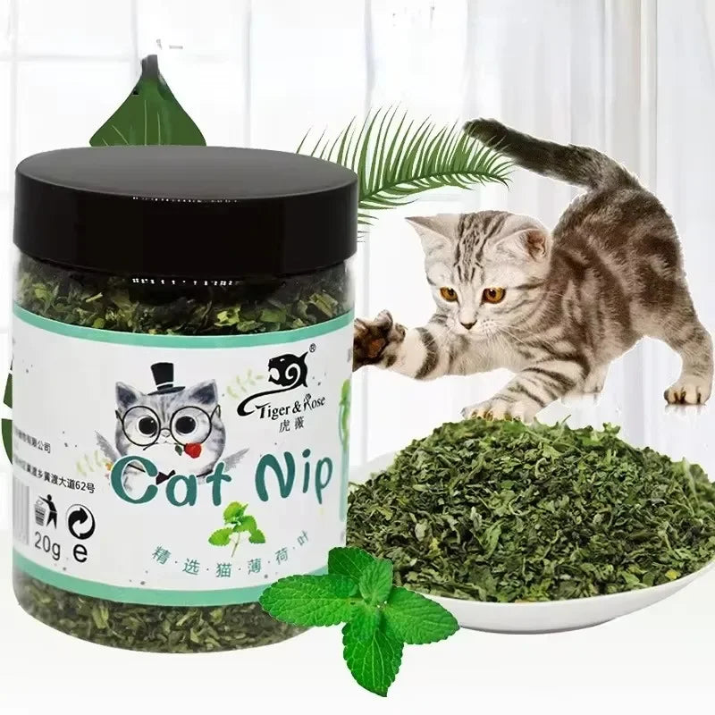 Catnip natural erva do gato planta fresca orgânica em fundo branco