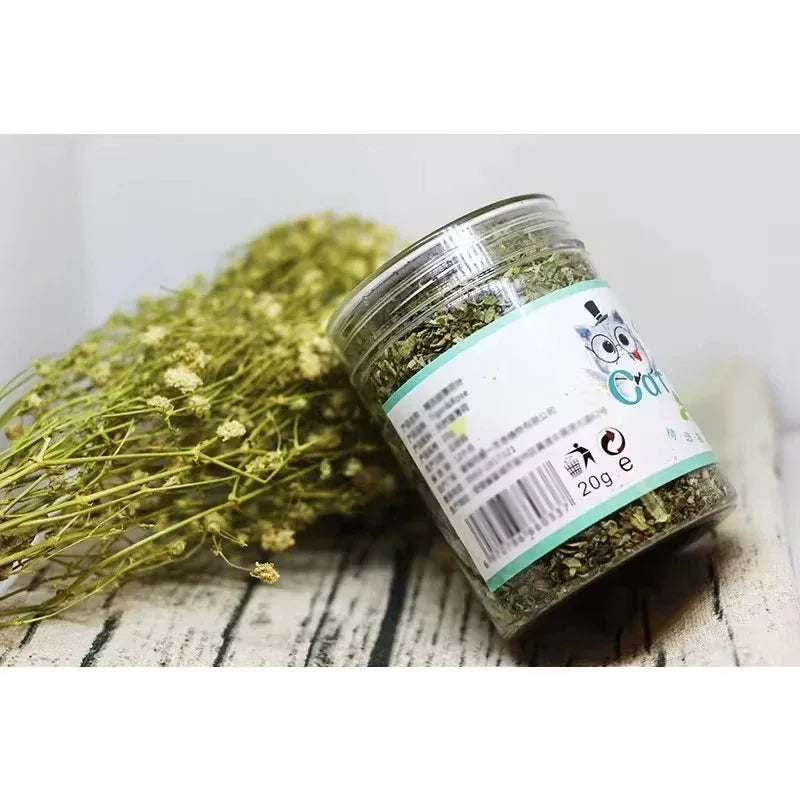 Catnip natural erva do gato planta fresca orgânica em fundo branco