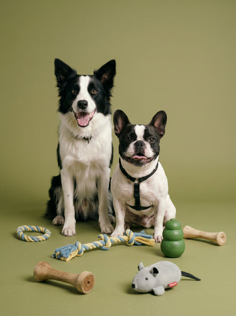 O brinquedo<br>perfeito para<br>o seu pet